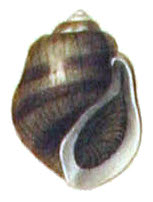 Leptoxis plicata shell.jpg