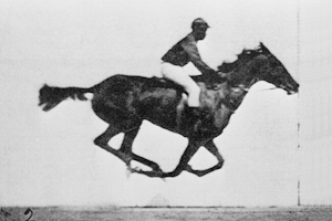 Archivo:Muybridge race horse animated