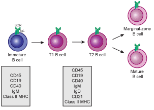 Archivo:Transitional B cell development
