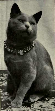 Archivo:Blue Shorthair cat English type