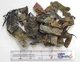 Archivo:Psychotria-viridis-dried-leaves