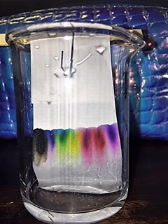 Archivo:Paper chromatography in progress