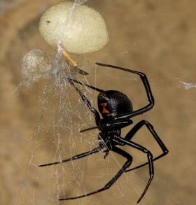 Archivo:Blackwidow eggsac silk