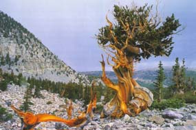 Archivo:Bristlecone pine Great Basin