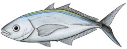 Carangoides ruber.jpg