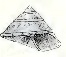 Coelotrochus chathamensis 001.jpg