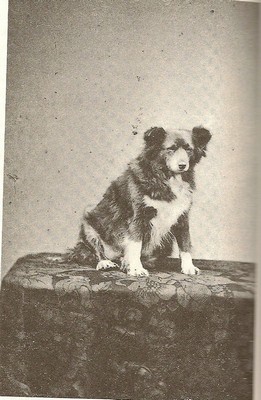 Archivo:Frances Power Cobbe's canine companion