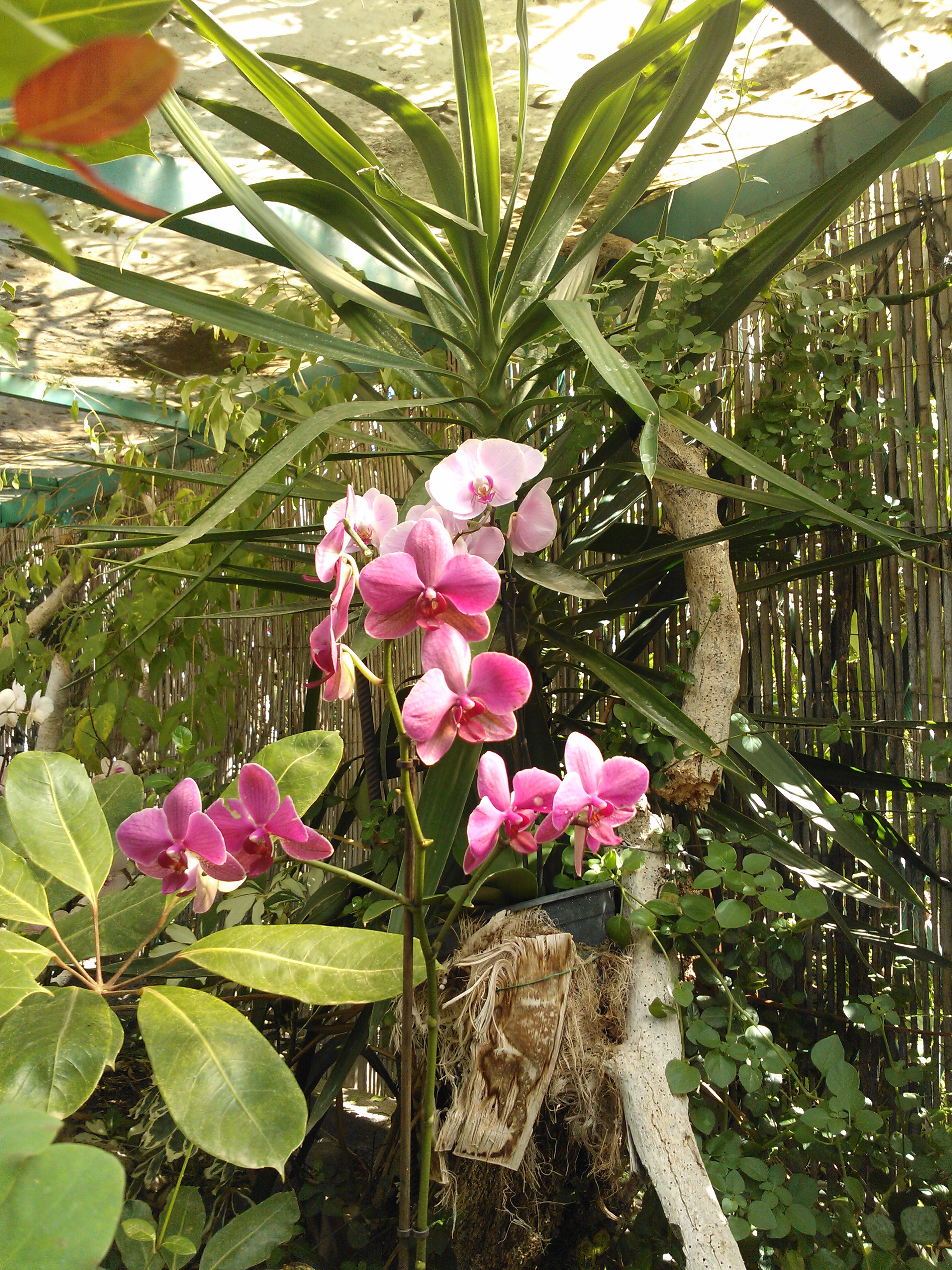 Jardín Sitio Litre 14.jpg