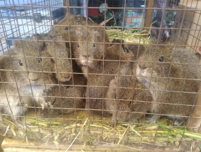 Archivo Cavia tschudii en jaula, Puno