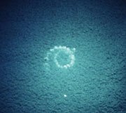 Archivo:Humpback-bubble-spiral Olson