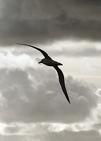 Archivo:Albatross shape