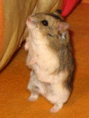 Archivo:Campbell hamster