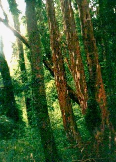 Archivo:Arrayán (Luma apiculata)