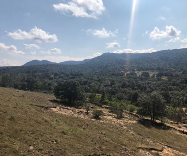 Bosques de Pio XII