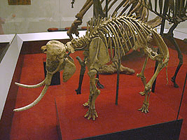 Archivo:Cretanelephant-petermaas