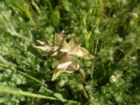 Serapia perez-chiscanoi.jpg