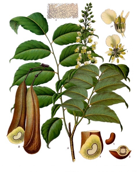 Myroxylon balsamum - Köhler–s Medizinal-Pflanzen-141