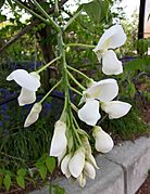 白花藤蘿 Wisteria brachybotrys -日本京都植物園 Kyoto Botanical Garden, Japan- (40898110025)