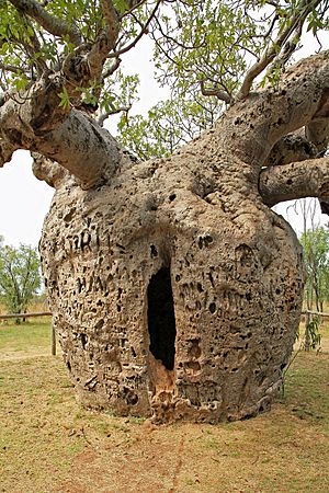 Archivo:00 2000 Boab Prison Tree - Derby, Western Australia