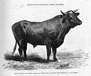Archivo:1871-08-15, La Ilustración de Madrid, Toro "Velvetín", D. Perea