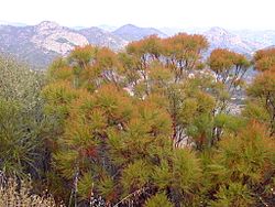 Adenostoma sparsifolium.jpg