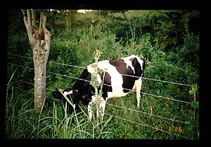 Archivo:Agricultural Research And Therural Views In Agriculture Ofwestern Samoa(2) = 西サモアの農業研究と農業の風景（２） (36554882182)