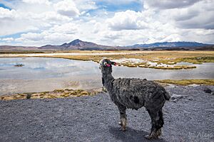 Archivo:Alturas en Lago Chungara