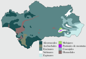 Archivo:Andalucia flora