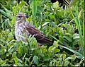 Anthus spinoletta