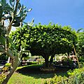Arbol en Parque de Quezaltepeque