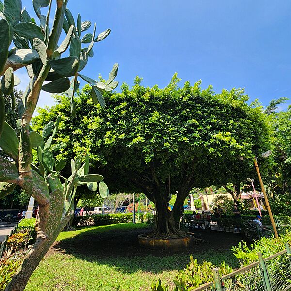 Arbol en Parque de Quezaltepeque
