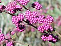 Beautyberry3