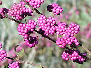 Archivo:Beautyberry3