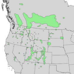 Distribución natural de Betula occidentalis