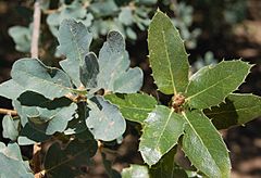 Archivo:Blue and Live oak leaf clusters