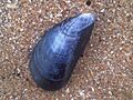 Broadstairs - Mytilus edulis 2