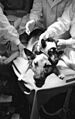 Bundesarchiv Bild 183-61478-0004, Kopftransplantation durch Physiologen Demichow