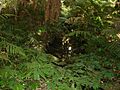 BunyaMtns-Creek
