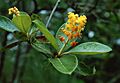Byrsonima crassifolia 2
