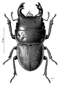 COLE Lucanidae Geodorcus ithaginus.png
