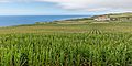 Campo de maiz, Relva, isla de San Miguel, Azores, Portugal, 2020-07-29, DD 51