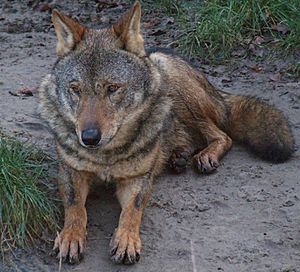 Archivo:Canis lupus signatus (Kerkrade Zoo) 45
