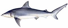 Carcharhinus isodon.jpg