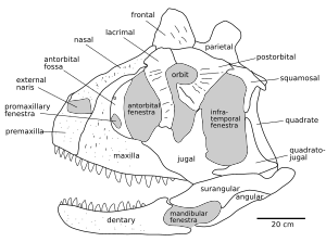 Archivo:Carnotaurus skull diagram