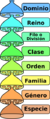 Categorias taxonomicas es