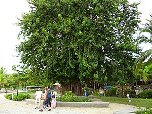 Archivo:Centro del Parque