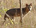 Cerdocyon thous MG 9503