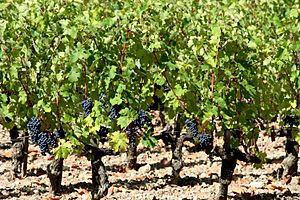 Archivo:Chateau Margaux Cabernet Sauvignon vines
