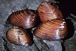 Clubshell mussel close up pleurobema clava.jpg