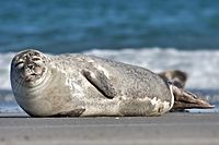 Archivo:Common Seal Phoca vitulina